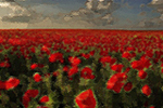Flowers (1000x670)