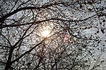 Spring (2502ő1809)