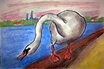 Swan (799x558)