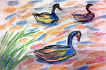 Ducks (2856x2040)