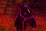 Donkey (2592x1944)
