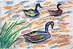 Swans (3324x2324)