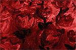 Red Poppies (480x480)
