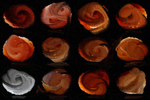 Moon Phases (797x665)