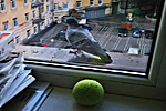 Dove and Ball (540x960)