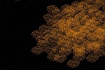 Black And Golden (960x960)