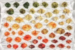 Leaf Evolution (1053x1316)