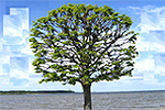 Tree (1944x2592)