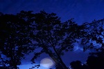 Night Tree (1080x933)