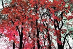 Red Leaves (1080x810)