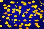 Starry Night (960x960)
