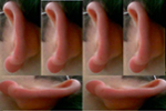 Ears (586x451)